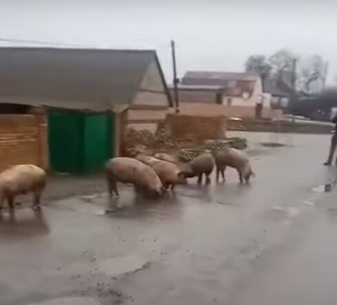 Под Харьковом грузовик превратил 180 свиней в шашлыки