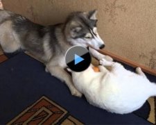 Як хаскі з котом через іграшку побилися