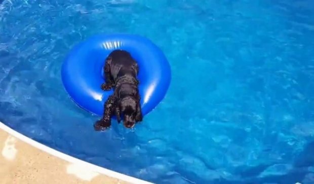 Пес заснув  у басейні і став зіркою мережі
