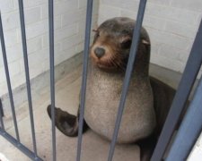 Морський котик відпочив у туалеті на цвинтарі