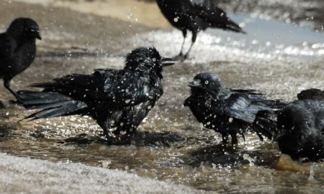 Необъяснимая аномалия: украинские города оккупировали скворцы