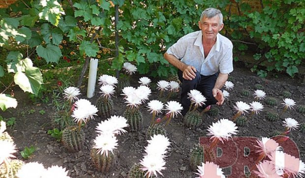 Більше сотні кактусів розквітли одночасно у мешканця Бердянська (фото)