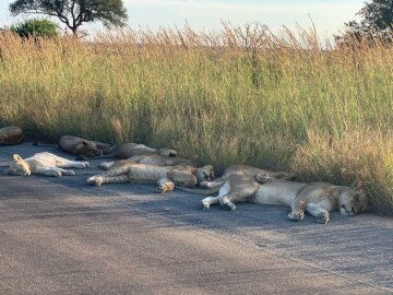 Львы на карантине, фото Twitter Kruger National Park