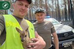 Лесники спасли осиротевшего косулёнка после пожара под Варшавой