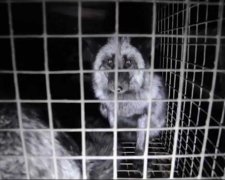 Це повний песець: подивіться, кого вирощують фінські фермери