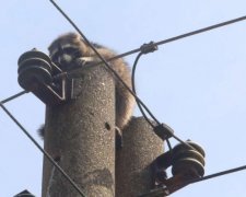 Єнот Гелик змусив попотіти бориспільських рятувальників