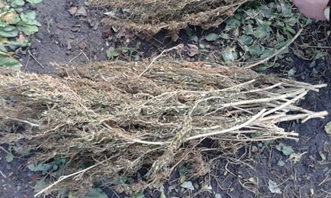 На Сумщині вилучили велику партію наркотиків (фото)