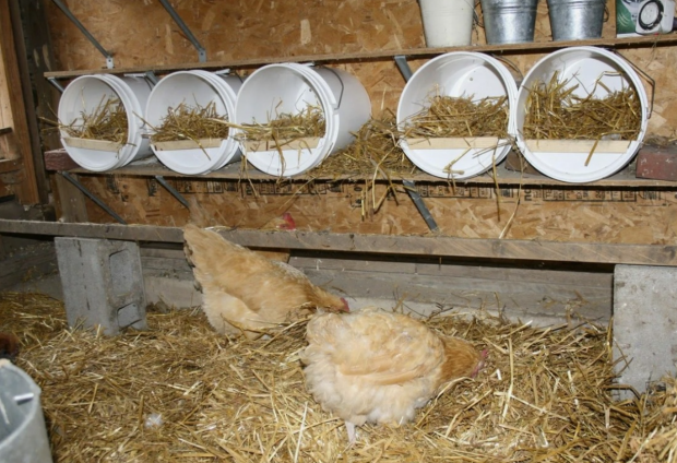 Теплий курник за один день: як утеплити стіни взимку і не витратити зайвого ні копійки