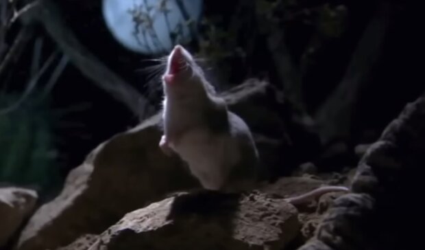 Южная мышь-лошадка, скриншот: Youtube