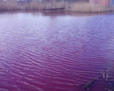 Екологи перевірили "рожеве" озеро на Чернігівщині