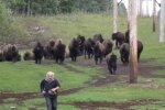 Фермер Тарас Казна  вирощує  бізонів, скріншот із відео