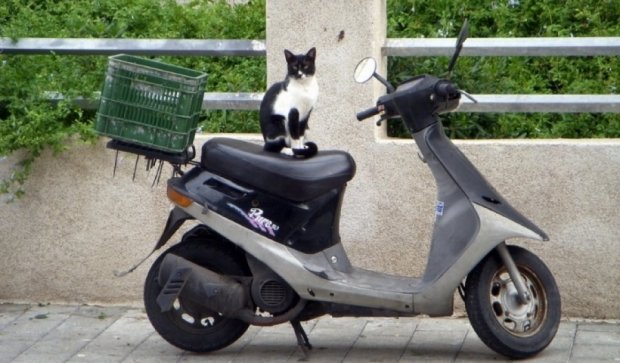 Кіт-пасажир на скутері розвеселив користувачів YouТube