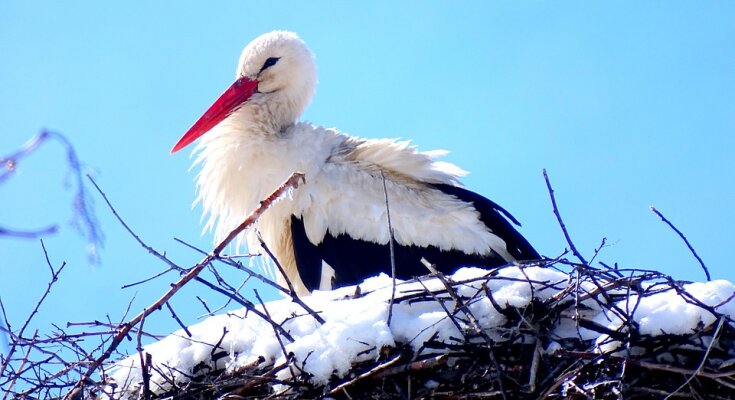 снежная весна фото: pixabay