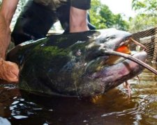 Двометровий сом ледь не втопив плавчиню в Німеччині