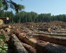 "Ліс у Чорнобилі підпалили, щоб приховати масштаби крадіжок деревини" - самосели