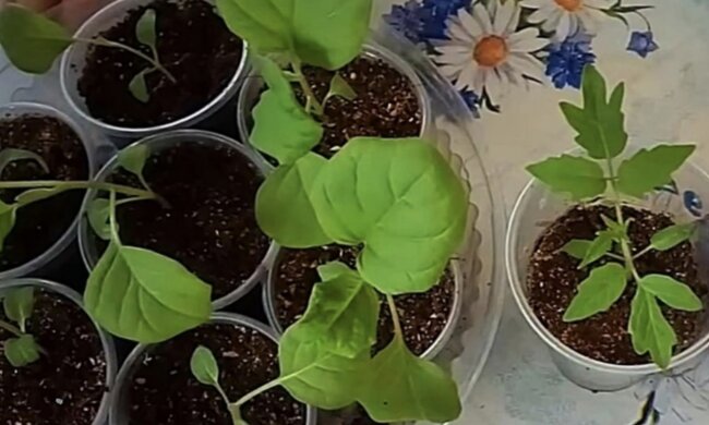 Рассада, фото: Дневник дачника / Телеграмм