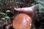 Грибники, фото: кадр з відео