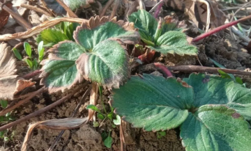 Клубника, огород, изображение из свободных источников