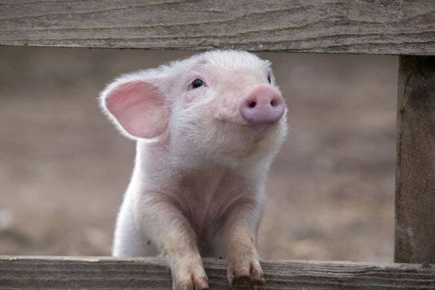 Подложили свинью: живой символ 2019 года на дороге переполошил весь Киев