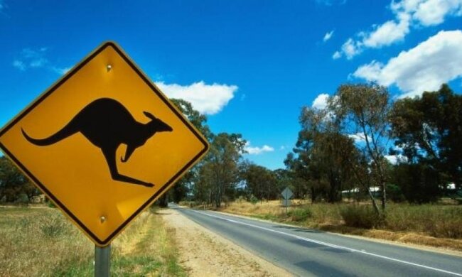 Розлючений кенгуру порахував туристці ребра