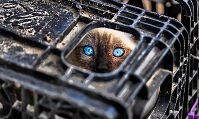 Приключений котов-ниндзя в обычных квартирах (фото)