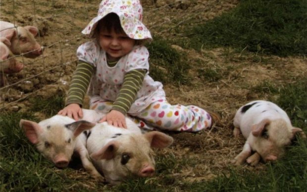 Британським немовлятам пересадять свинячі органи