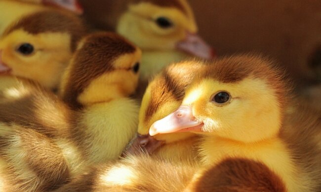 Автобус с группой утят не пустили в "ЛНР"