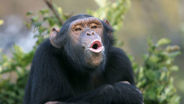 Шимпанзе начали деградировать: всему виной общение с людьми
