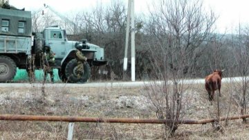 В Інгушетії створили штрафмайданчик для корів