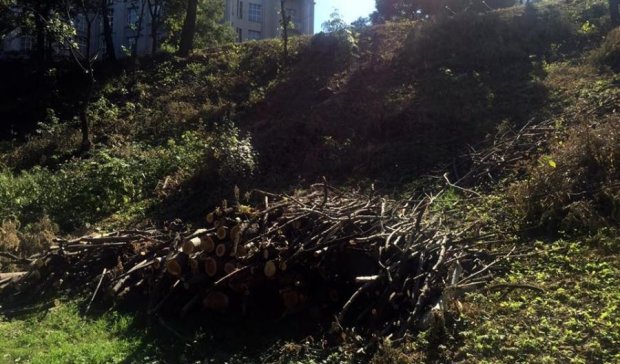 Roshen наступает: на склонах Старокиевской вырубили более 160 деревьев (фото)