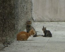 У столиці Польщі порахували вуличних котів