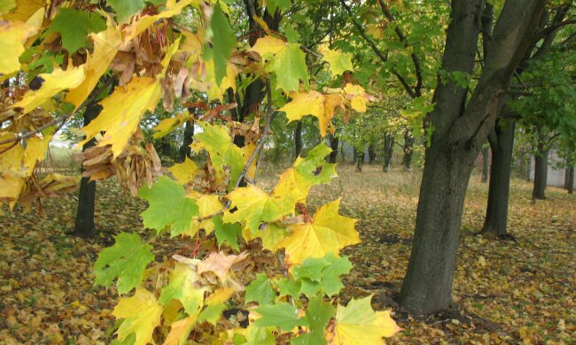 Осінь поніжить львів'ян у теплих обіймах: синоптики підняли настрій прогнозом на 22 жовтня