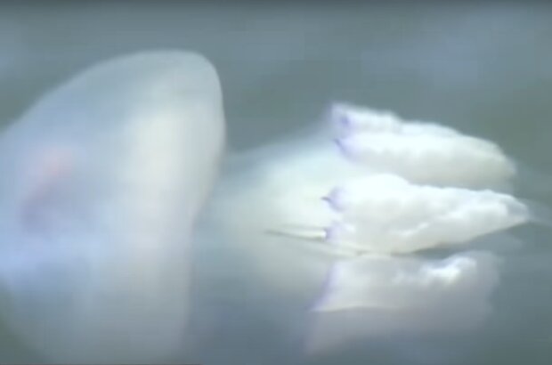 Скрін, відео YouTube медузи