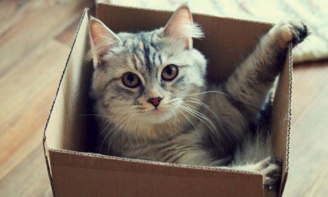 Ученые объяснили любовь котов к коробкам