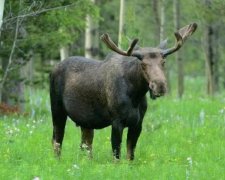 Дбайливий зять викрав опудало лося для тещі