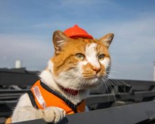 Обычный кот опозорил Путина перед всем миром: фото