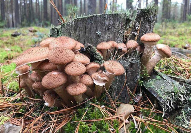 Грибной секрет ноября: почему опята едят не целыми и где найти самые вкусные