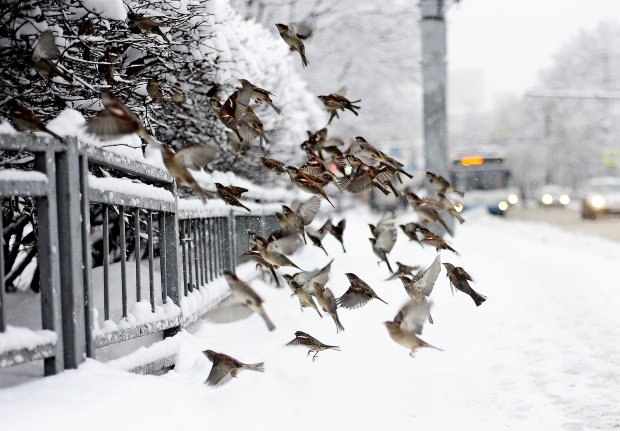 Погода на тиждень: українців неабияк потріпає і заморозить
