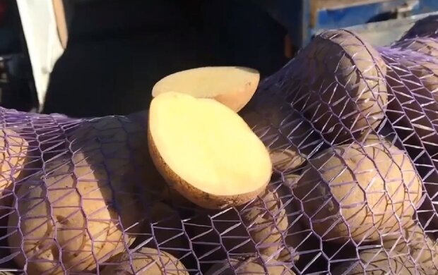 Картофель. Фото: скриншот Youtube