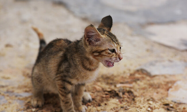 Кошеня, Golos