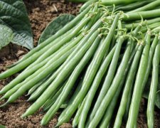 Українським аграріям підказали, як заробити по-крупному