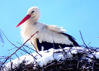 снежная весна фото: pixabay