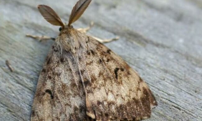 У Таїланді винайшли бронежилет із коконів шовкопряда