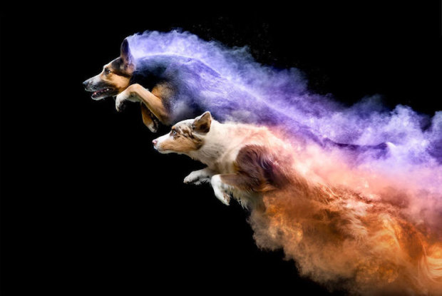собаки в цветной пудре