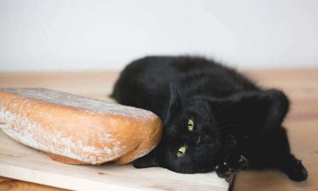кот, pxhere