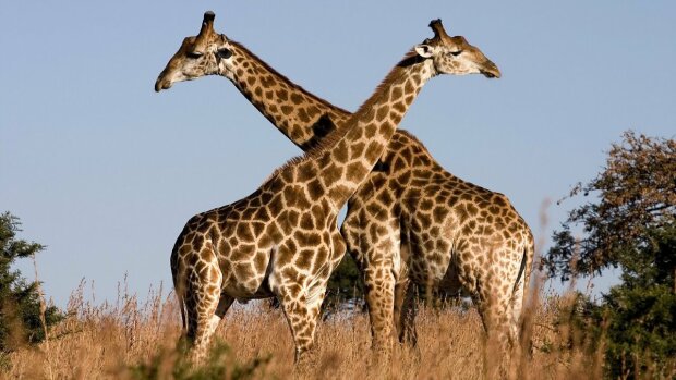 Вчені розкрили головну таємницю жирафів, Ви будете здивовані: знадобилося 12 років