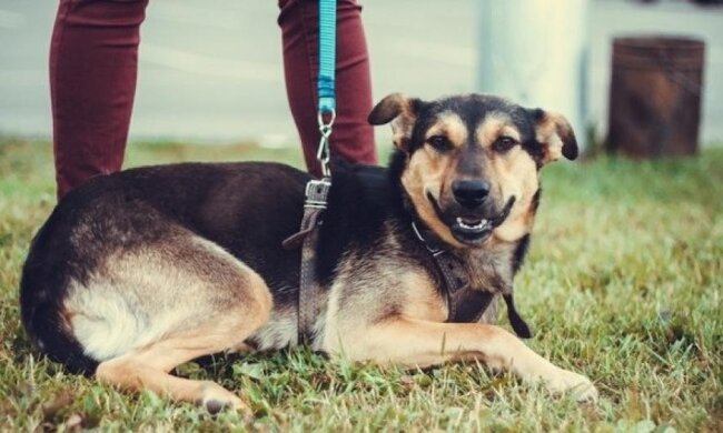 Львівські волонтери зняли зворушливий ролик про бездомних тварин (відео)