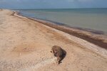Заборы и блокпосты: туристы покинули Арабатскую стрелку, что происходит