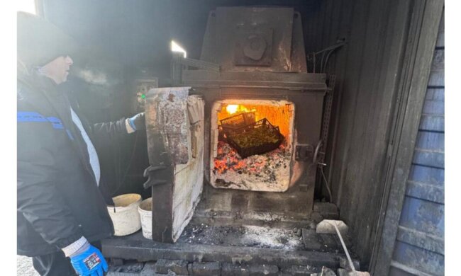 Знищення зараженої зелені: фото Держпродспоживслужба