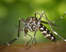 У сімох країнах Європи виявили вірус Зіка (інфографіка)